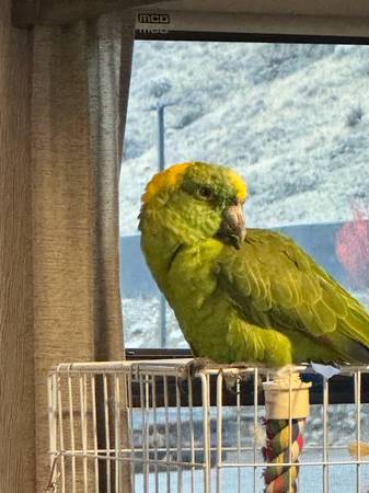 Lost Amazon Parrot! Poppy (Cashmere)63386306070531120