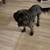 Lost mini schnauzer 3 thumbnail