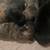Presa Canario puppies 5 thumbnail