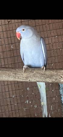 Female ringneck 1