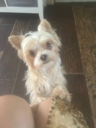 *** TEA CUP YORKIES **** (DOWNEY)63656443970817122