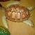 SEA TURTLE WALL DECOR 8 thumbnail