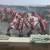 Breyer Horses 8 thumbnail