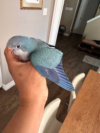 Baby Blue Quaker (Houston)63859317698051121