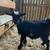 Silky goats female 3 thumbnail