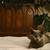 1yr old cat 6 thumbnail