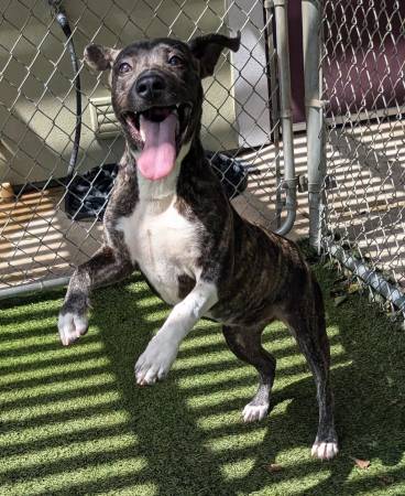 ISO Home for sweet dog URGENT (Copperas Cove)63898902065539121