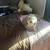 Poodle 1 thumbnail