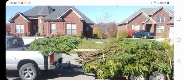 Hauling tree limbs and branches (New Albany)62902779592194121