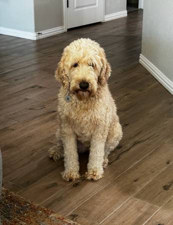 Goldendoodle (Lometa)