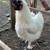 Silkies 3 thumbnail