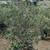 Olive 13 thumbnail