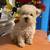 TTOOYY POODLEES 2 thumbnail