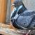 Pigeons/ ladrones cubanos 1 thumbnail