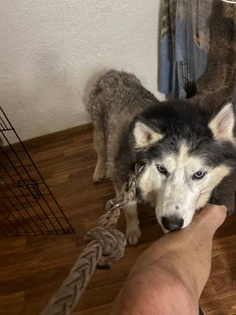 Dogs (gilroy)585627353712568322