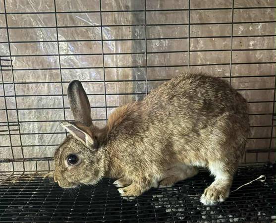Male small mixed breed rabbit 1