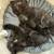 Beautiful British longhair kittens 10 thumbnail