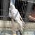 Cockatiels 2 thumbnail