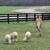Farm, Kennel Horse sitter, All animals welcome 6 thumbnail