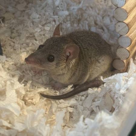 Male short-tailed pygmy opossum. Less than year old. (Austin) (Austin)64024397040385120