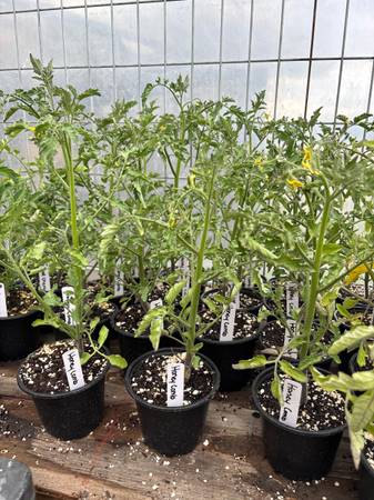 Tomato plants! 1