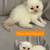 Persian Kittens 6 thumbnail