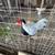 Pheasant and Peachick 8 thumbnail