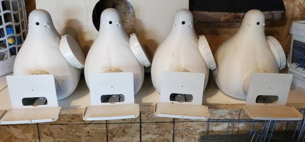 Troyer gourds for purple martin for sale 1