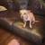 Cute friendly Chihuahua needs good home 2 thumbnail