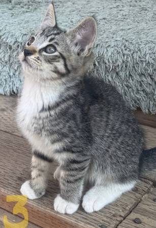 kitten (Auburn)63826637131649120