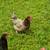 Laying hens 3 thumbnail