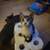 TABBY KITTEN 1 thumbnail