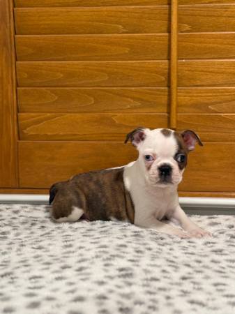 Blue eye Boston terrier girl quality (Sac- Merced)63848875134721120