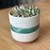 Succulent & Pot 2 thumbnail