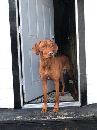 Rhodesian Ridgeback Weimaraner mix (Ashland)64307334457217121