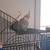 Cockatiel 2 thumbnail
