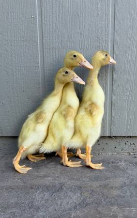 Ducklings for Sale 1