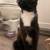 Sweet Tuxedo Cat Available for Adoption 2 thumbnail