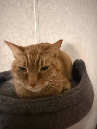 Cats up for rehoning/adoption (Mc Henry)64278034992130121