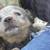 Blue heeler pup 1 thumbnail