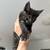 Maine Coon x Scottish mix 8 thumbnail