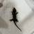 Geckos looking for a home 15 thumbnail