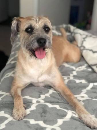 Pet Adoption Event Bellevue PetSmart Oct 26th Mutts & Meows Rescue (Bellevue)64212387913219124