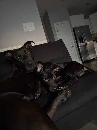 Cachorro mezcla de pit bull disponible para reubicación con una pequeña tarifa de $100