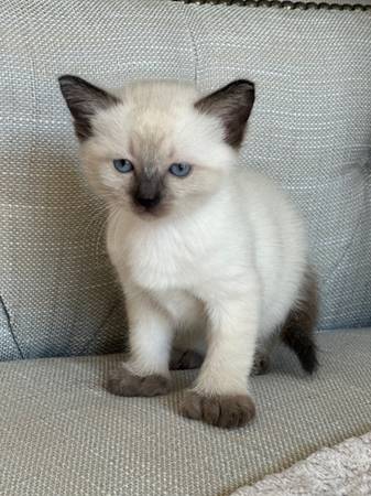 Kittens needing a new home (Auburn)63853464728963123