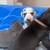 Great Danes 2 thumbnail