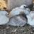 Pigeons, Frillbacks 10 thumbnail
