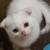 Really adorable cute munchkin/kilt boy/girl cat needs a good home 4 thumbnail