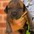 South African Mastiffs LGD 8 thumbnail