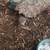 Leopard geckos URGENTLY NEED TO REHOME 3 thumbnail
